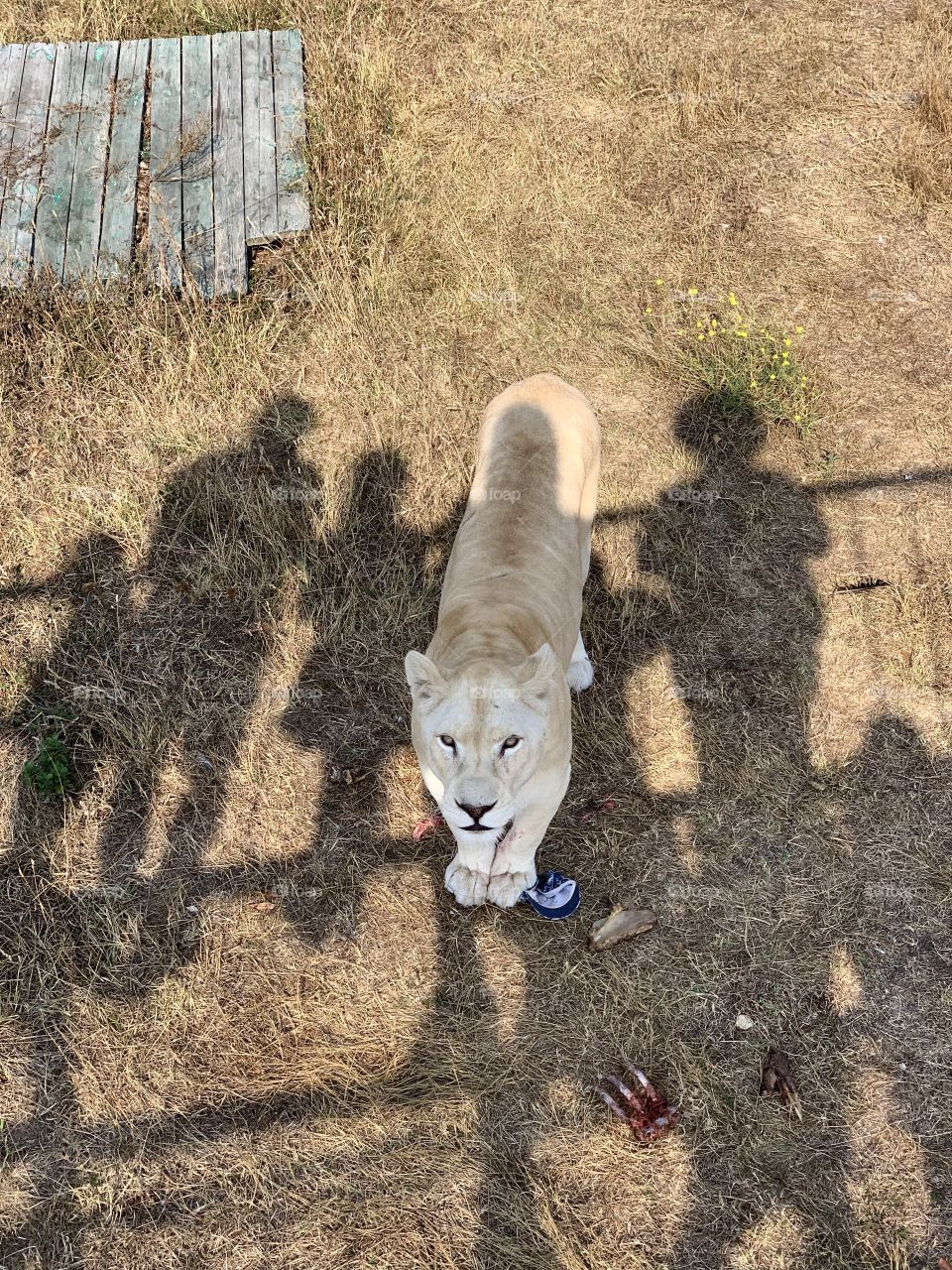 The young lioness was recently fed, and now looks at the visitors of the Safari Park. There are bones lying around.  Under the paws of the lioness - baby cap.  People visiting the Park are not visible, but their shadows are clearly visible