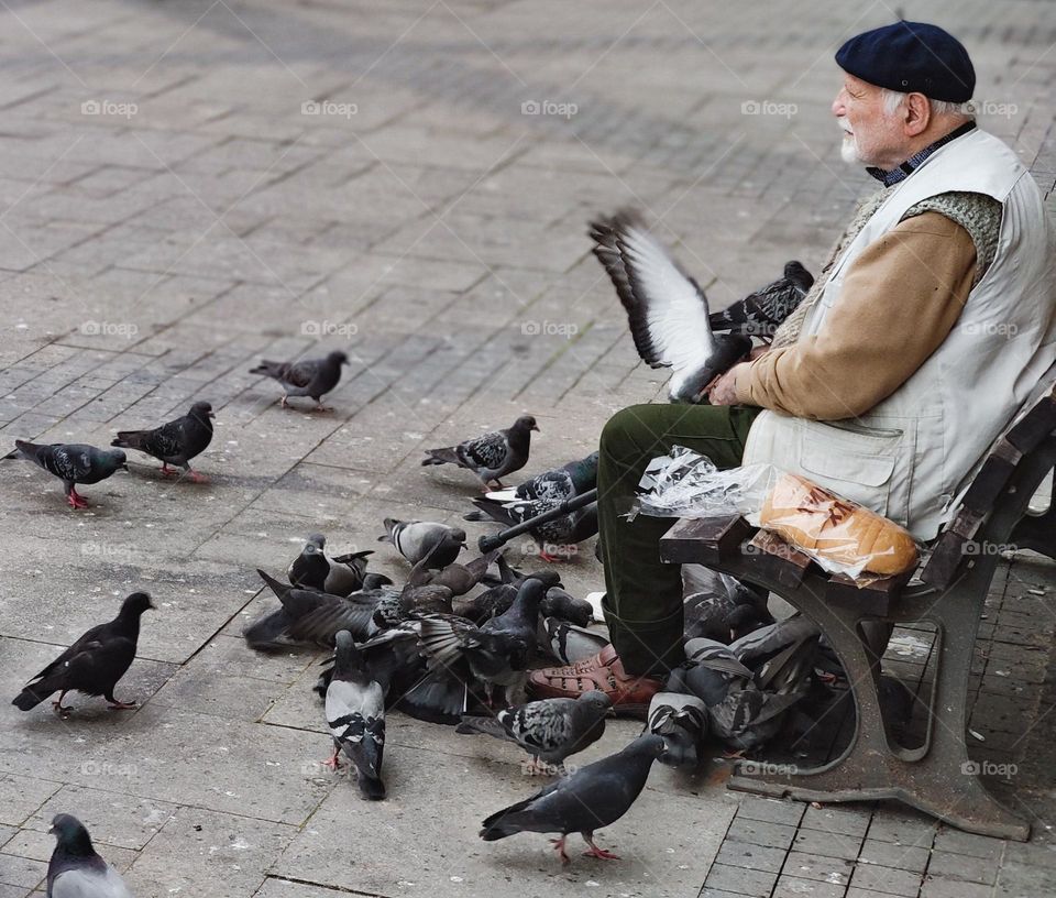 Wildlife birds and the lonely man on a bench