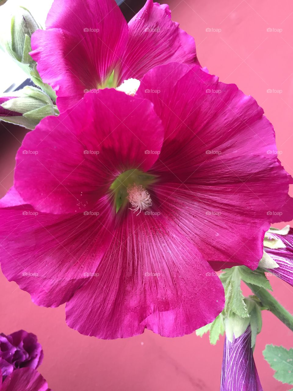 From my garden- love the colour 
