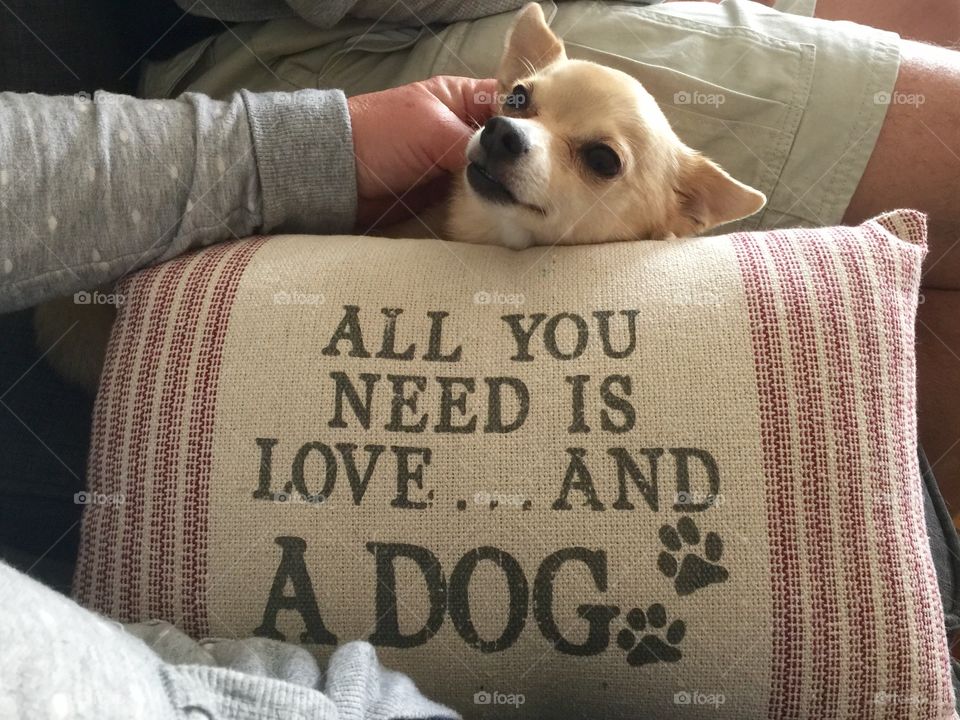 All You Need is Love and a Dog