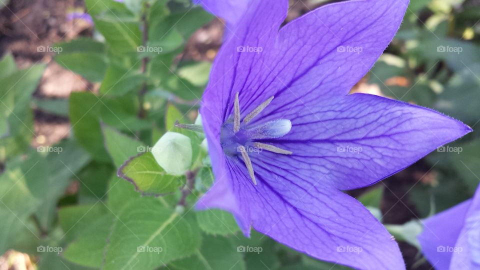 purple Flower
