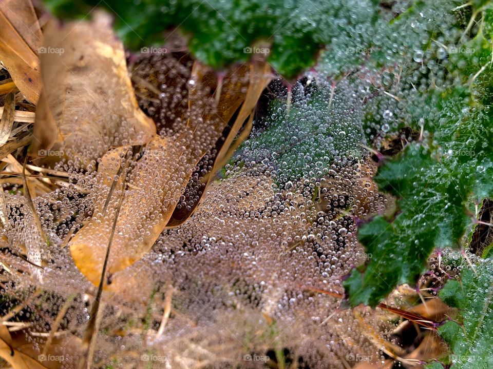 Spider’s Web Covered In Dew