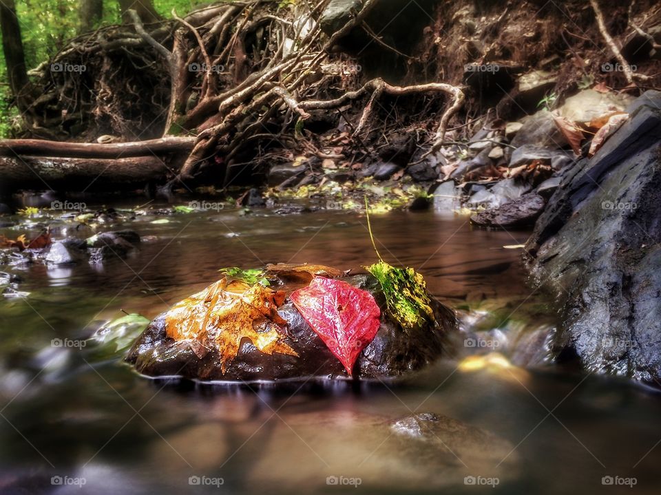 Fallen leaves cling to rocks. Early autumn leaves fall onto a woodland stream and cling to a wet rock. 