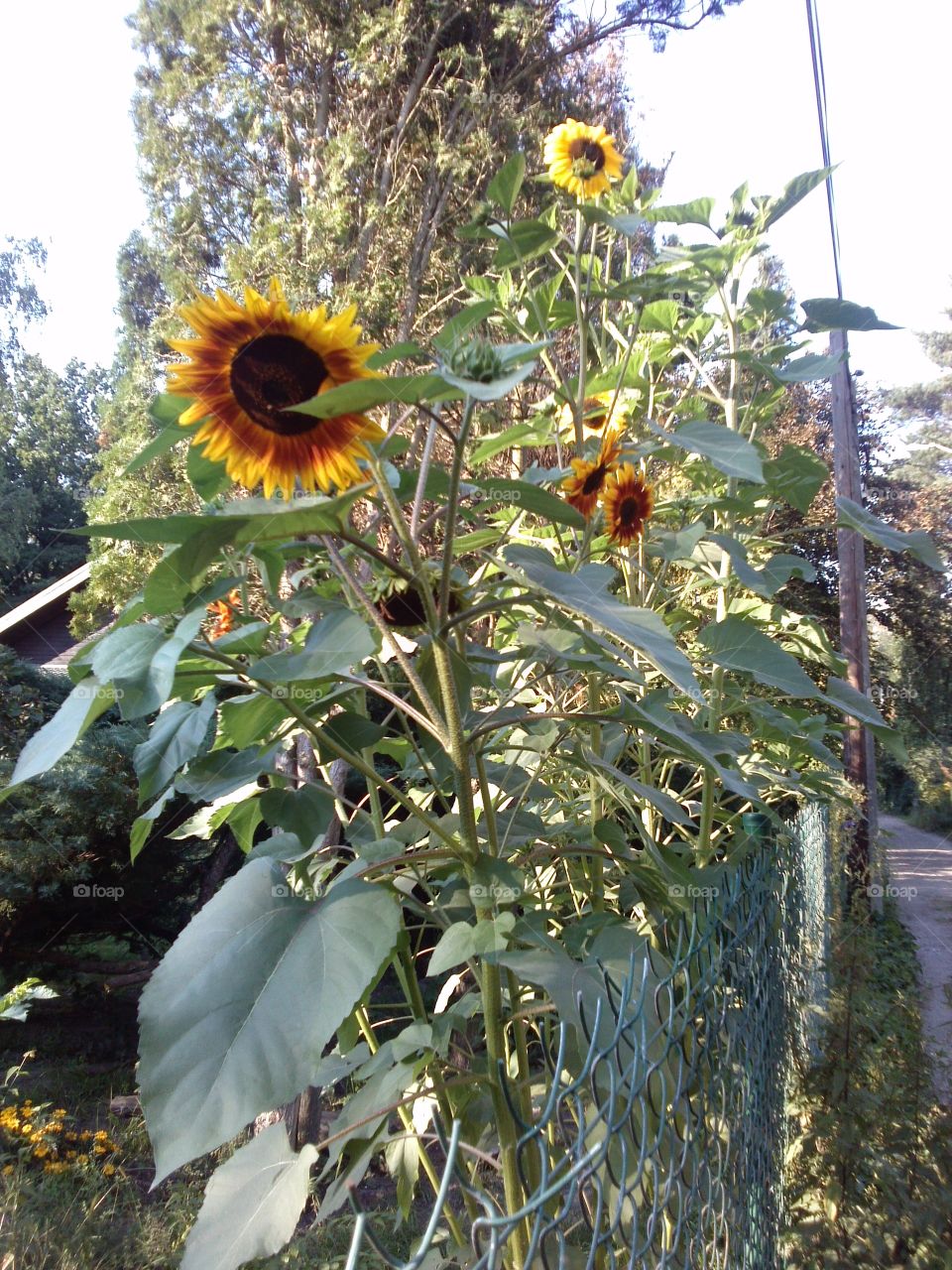 Sunflower bunch