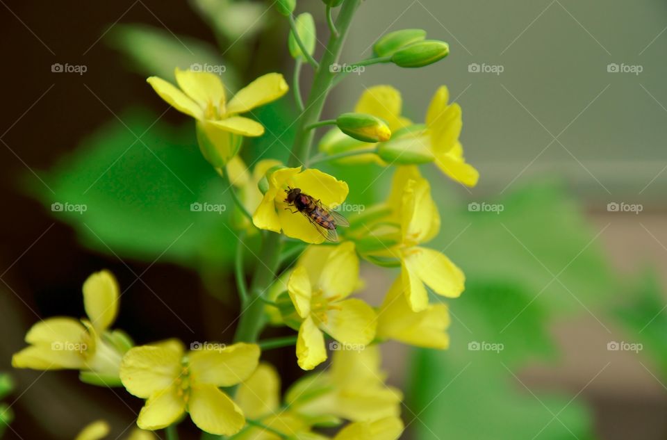 Close-up of bloomed flowers