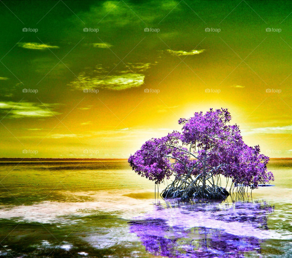 ocean tree beliz by idanos