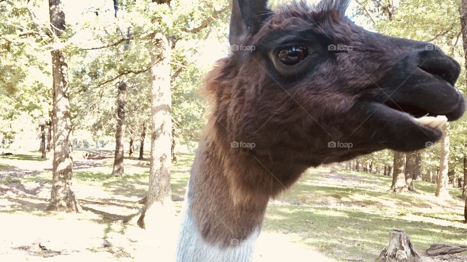 Loads of fun feeding food pellets to all different sorts of animals at safari park! 