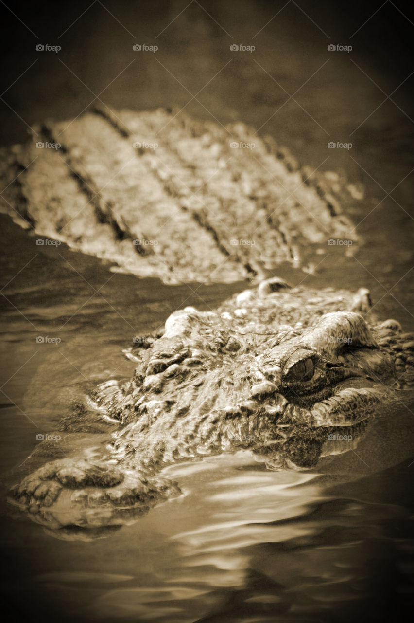 Alligator in the water - zoo