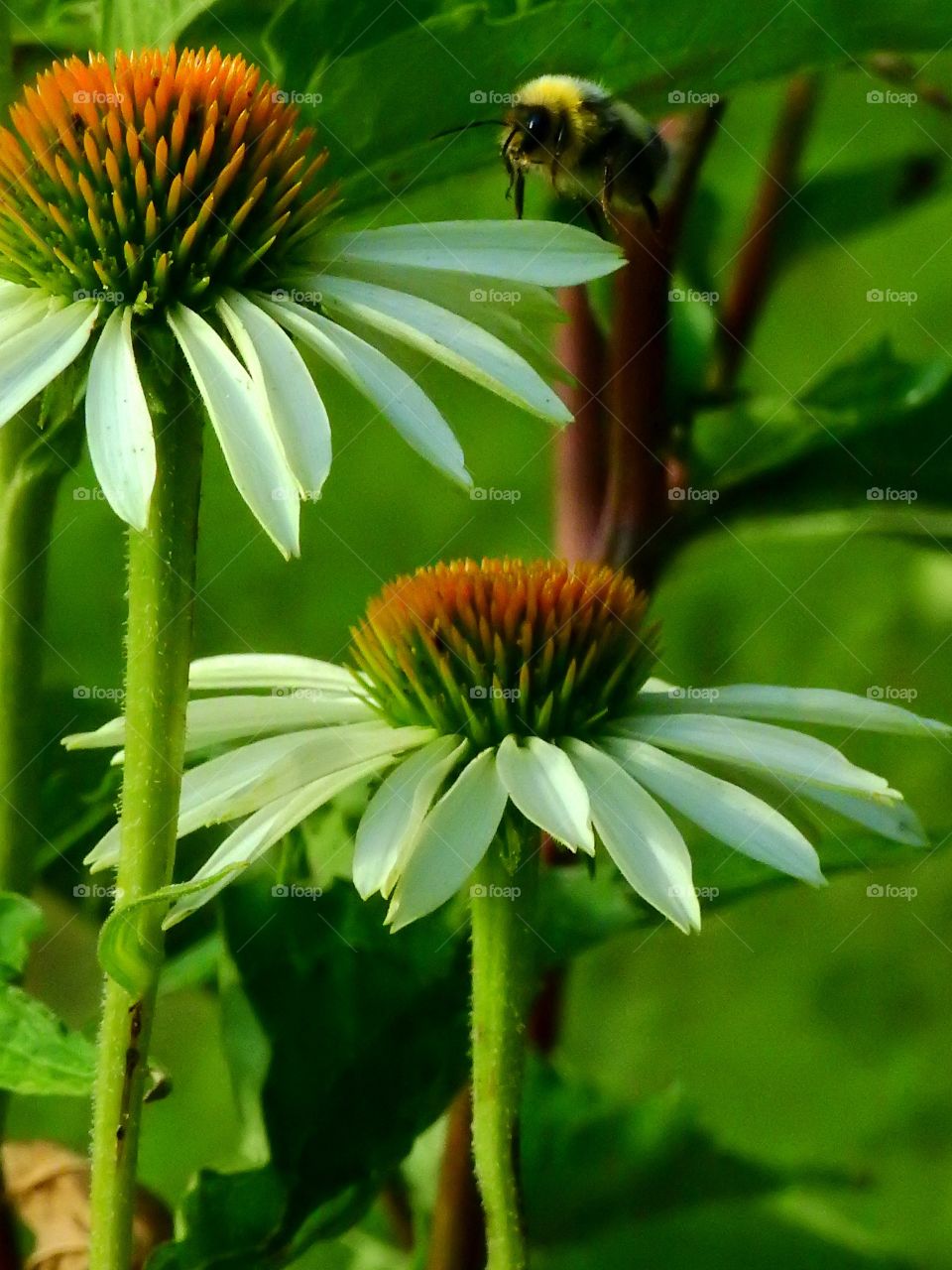 Coneflower  