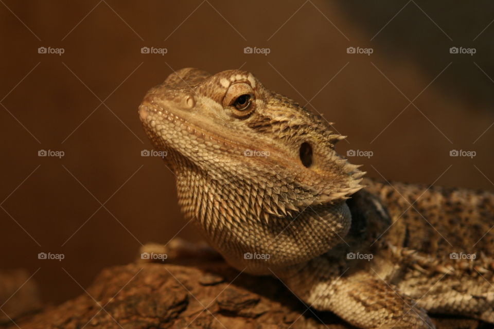 Sun soaker - Reptile