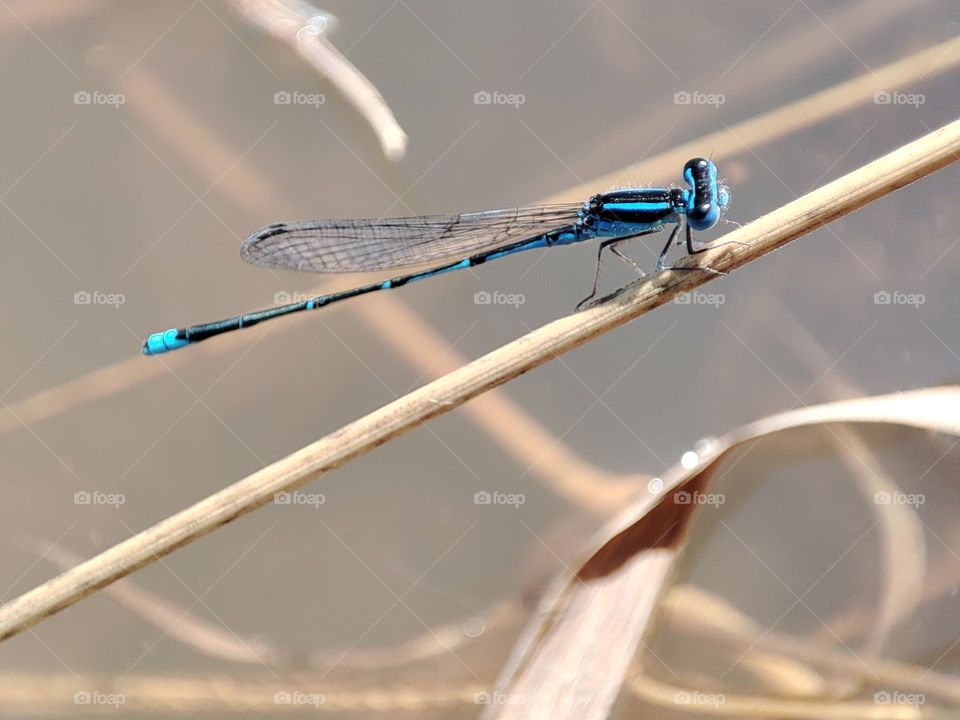 Blue Dragonfly on the river