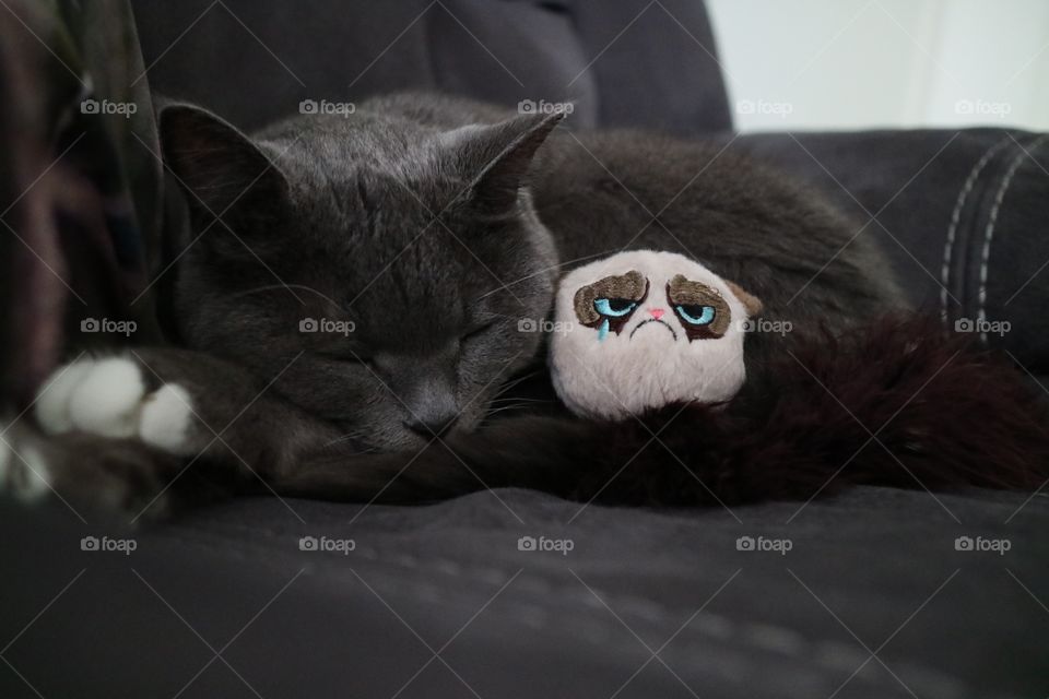 Cat sleeping whit her best friend
