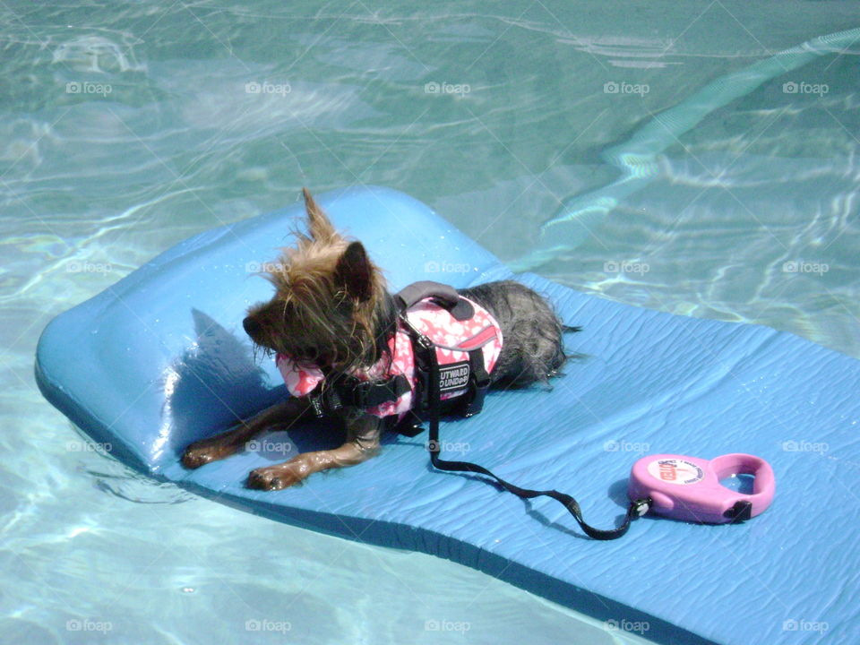 Yorkie afloat. Yorkshire terrier