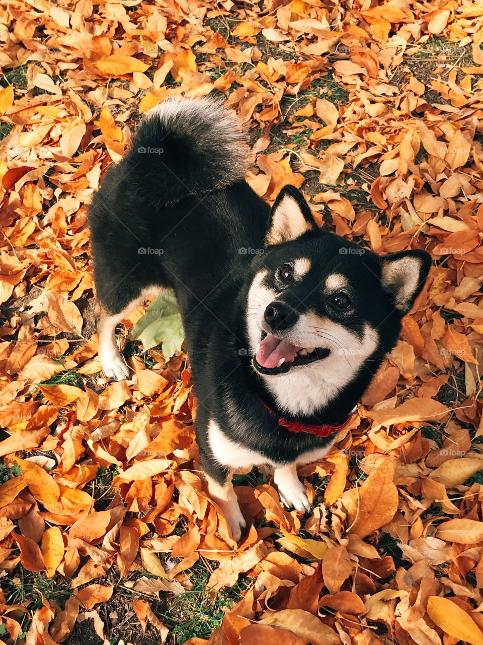 Cute shiba inu dog on autumn leaves