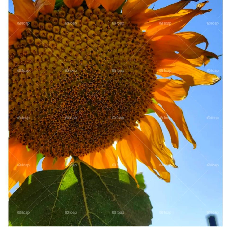 A scene of beautiful nature, sunflowers from my photography, I hope you guys support me