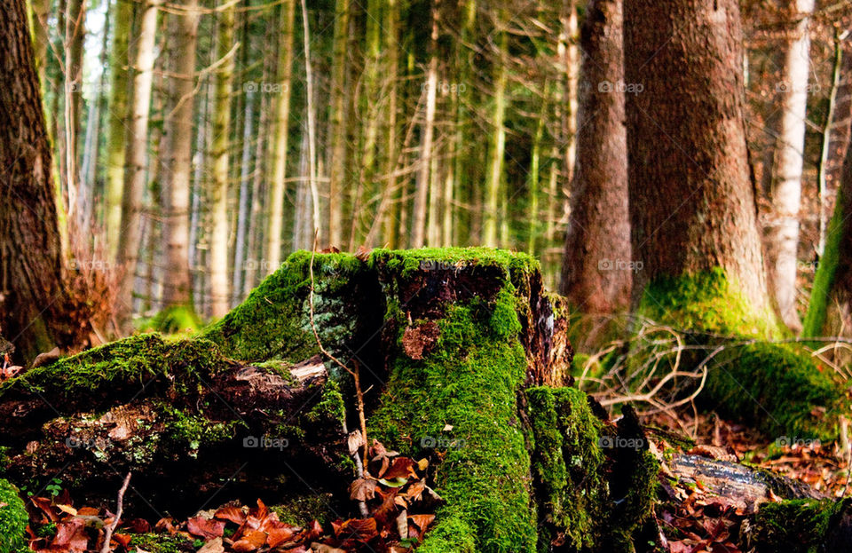 View of tree stump in forest