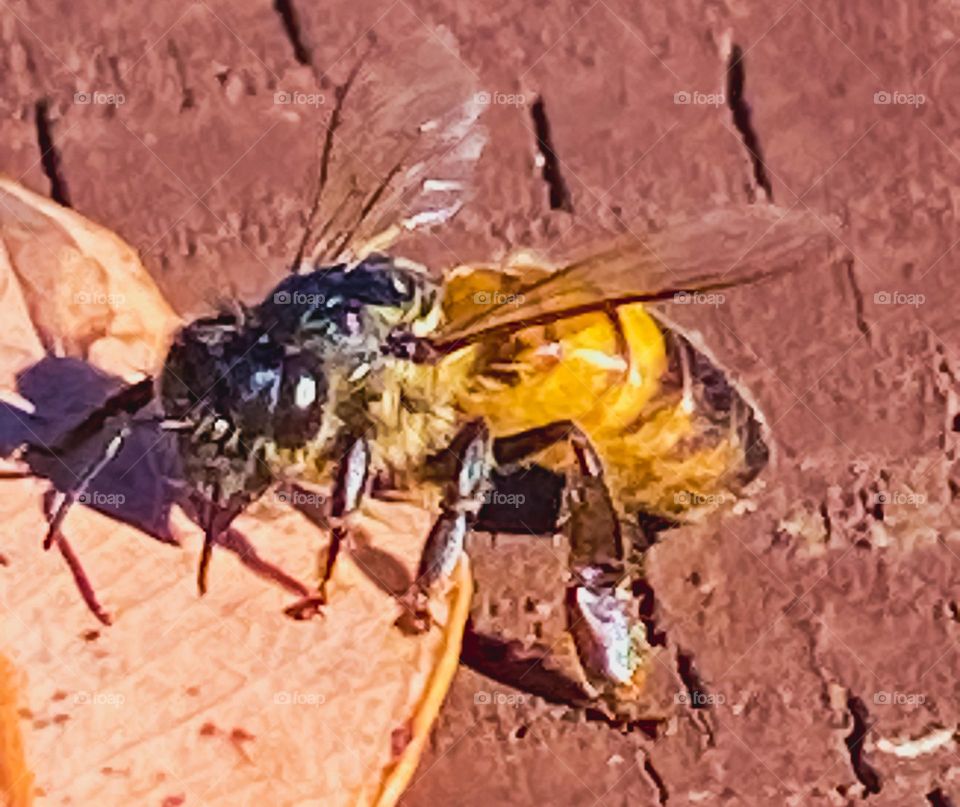 Bee close up