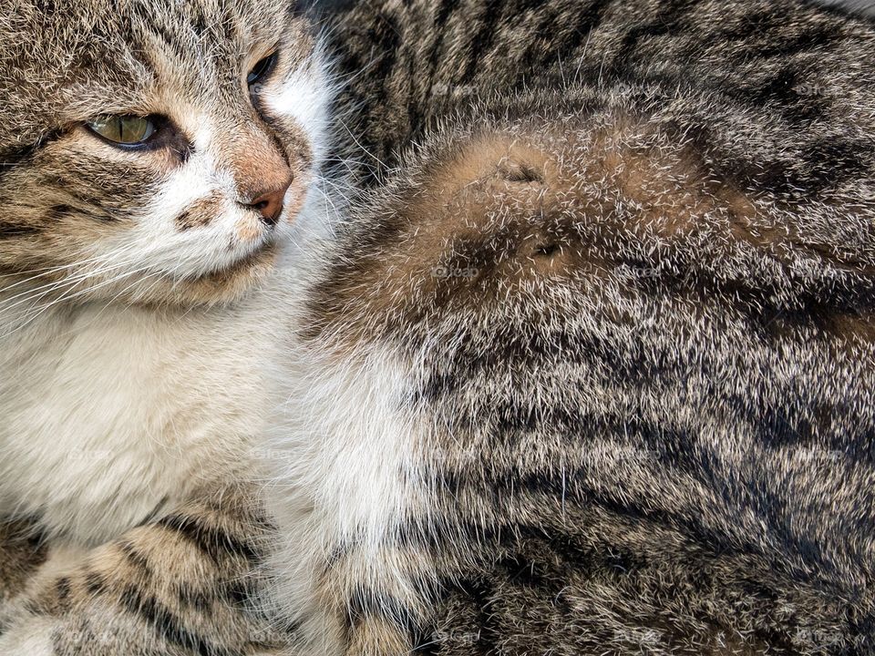 camouflaged cat