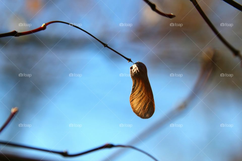 lone seed on branch