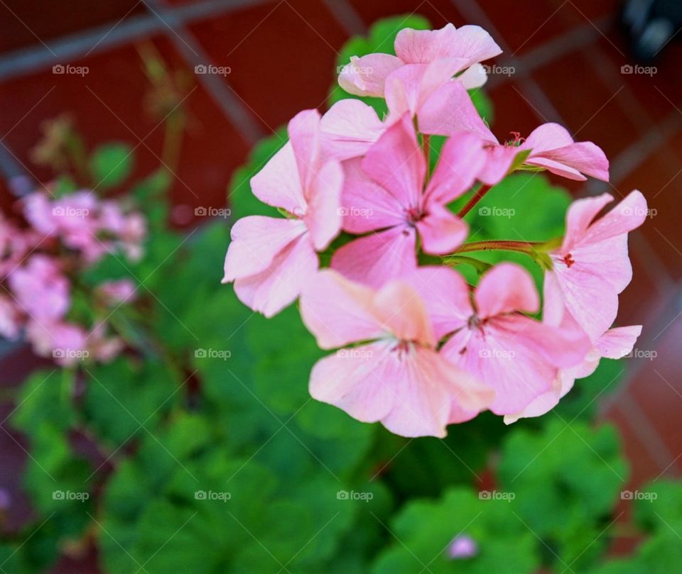 Pink flower