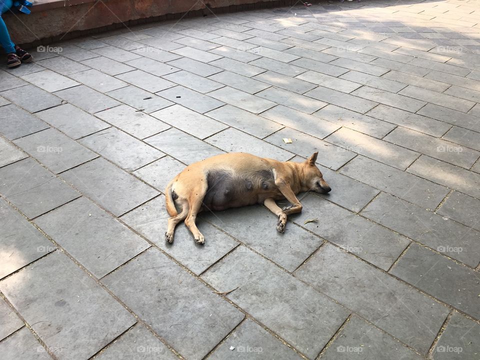 Malnourished dog on the overpopulated streets of Agra