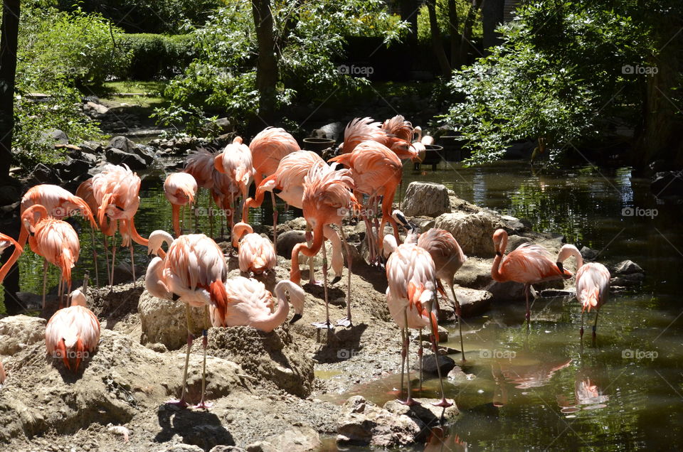 Flamingos