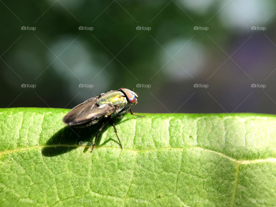 Big fly on leaf in late afternoon. Love the fly detail, shadow and leaf texture which look like leather.