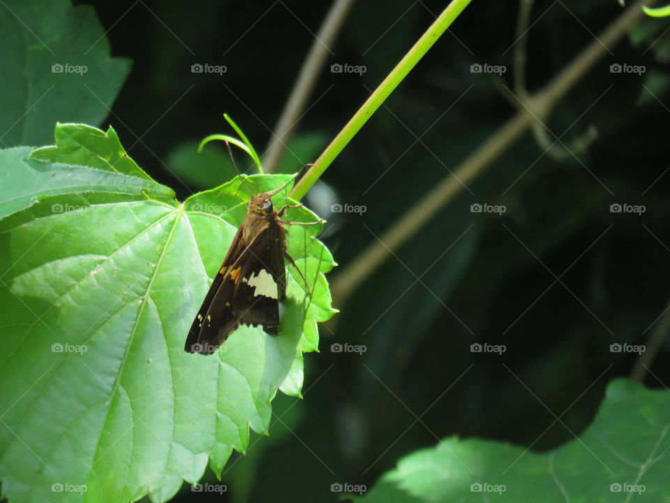 Silver-spotted skipper resting on a grape leaf.