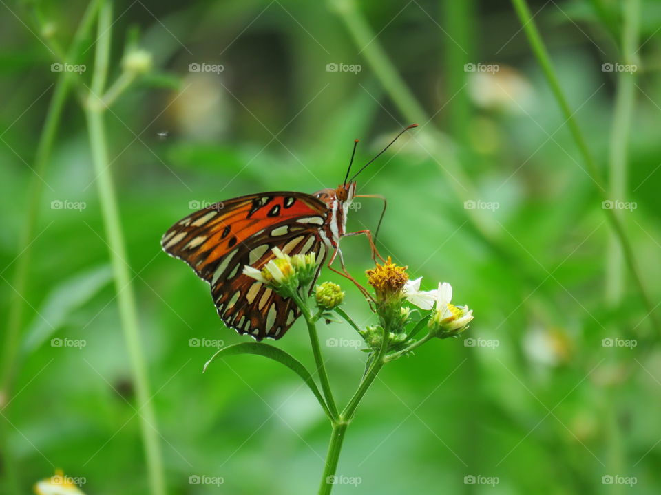 gulf fritillary