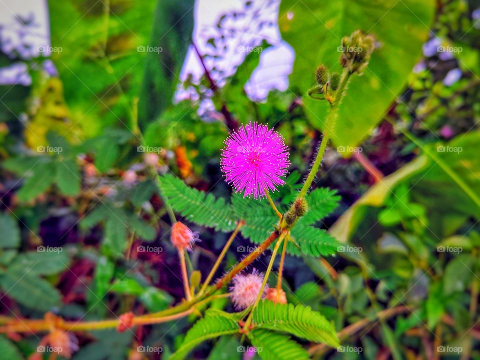 Breautiful Jungle flower