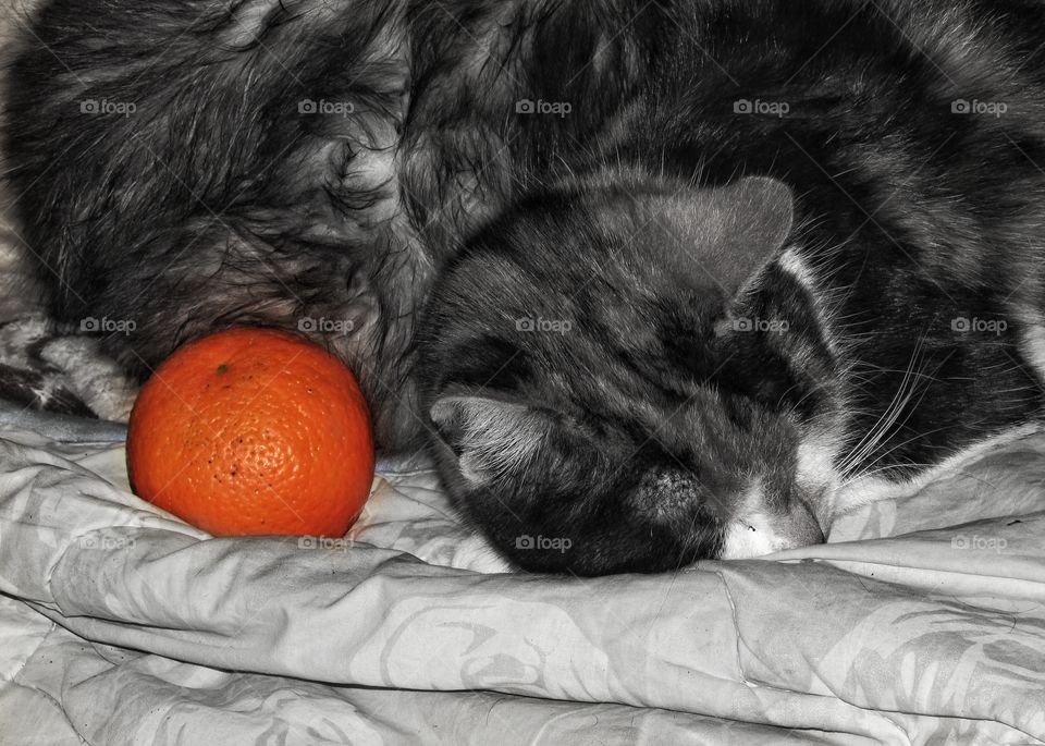 Sleeping cat and tangerine.