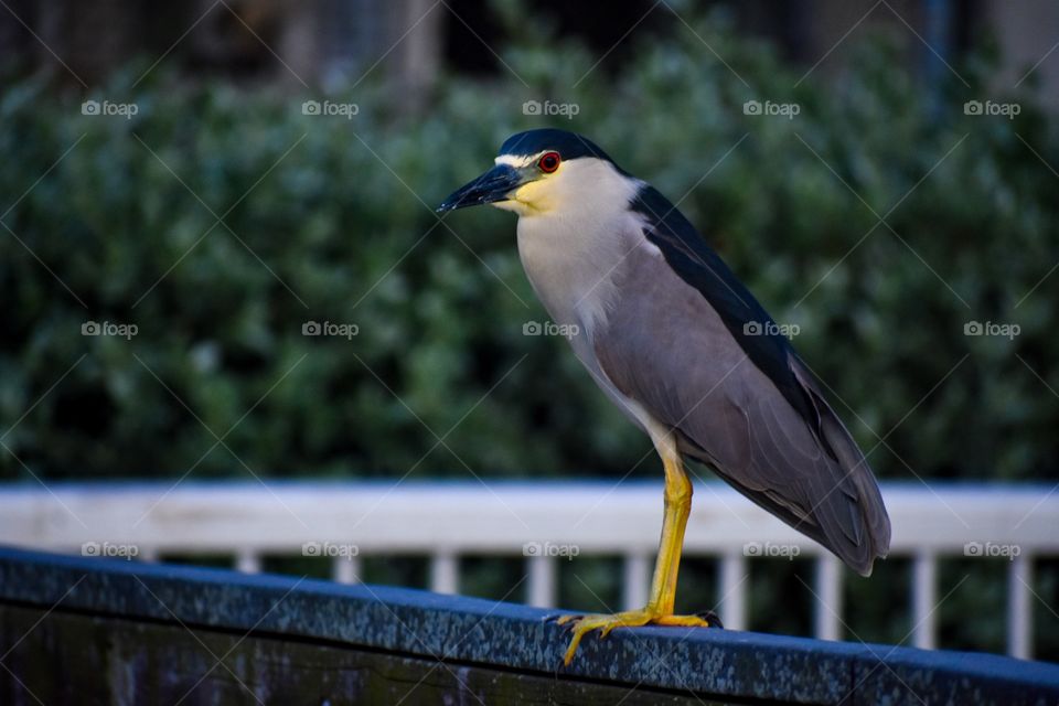 A bird with gray, black, and yellow feathers sits atop a fishing pier. Green bushes can be seen in the background.