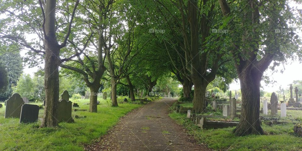 tree lined path with old gravestones either side on sunny day