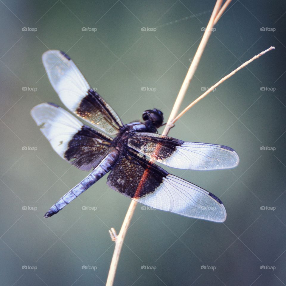 Dragonfly 