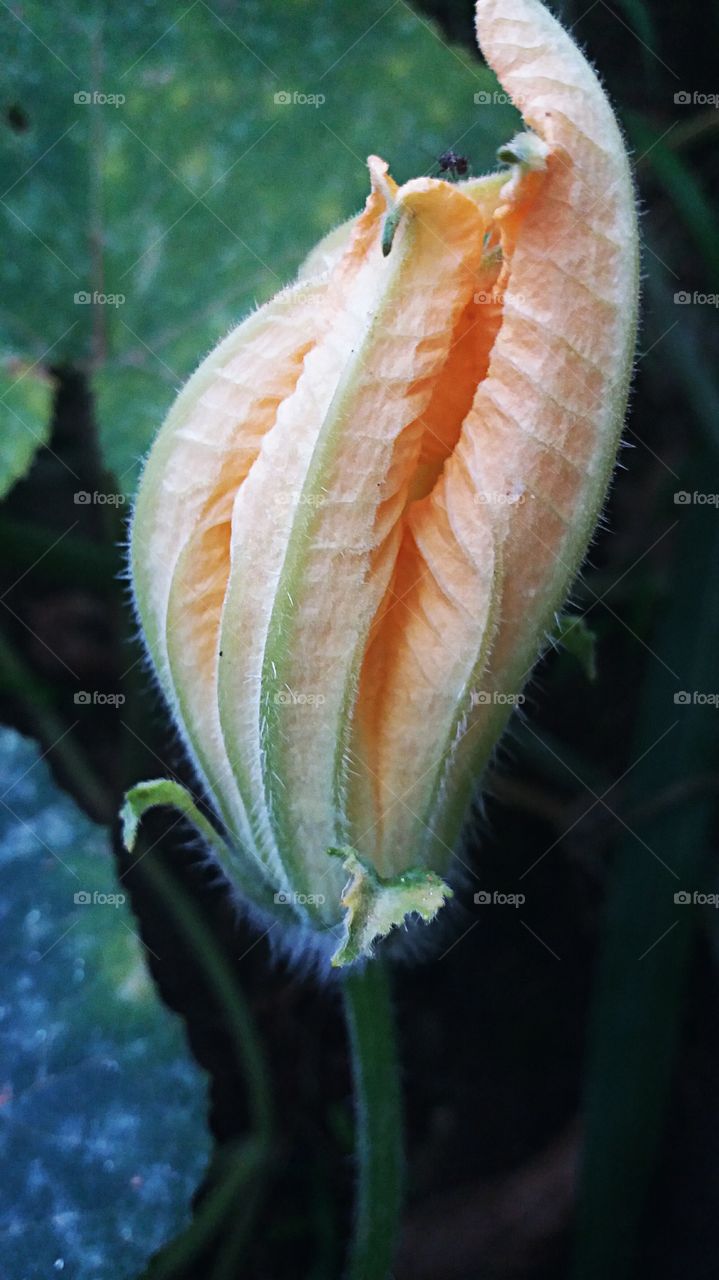 pumpkin flower