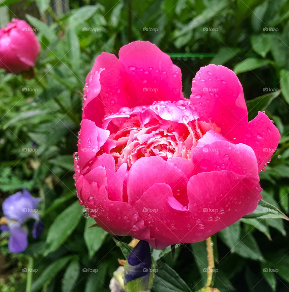 Peony flower