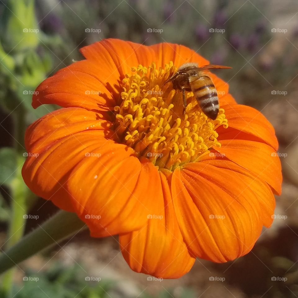 bee on mexican sunflower