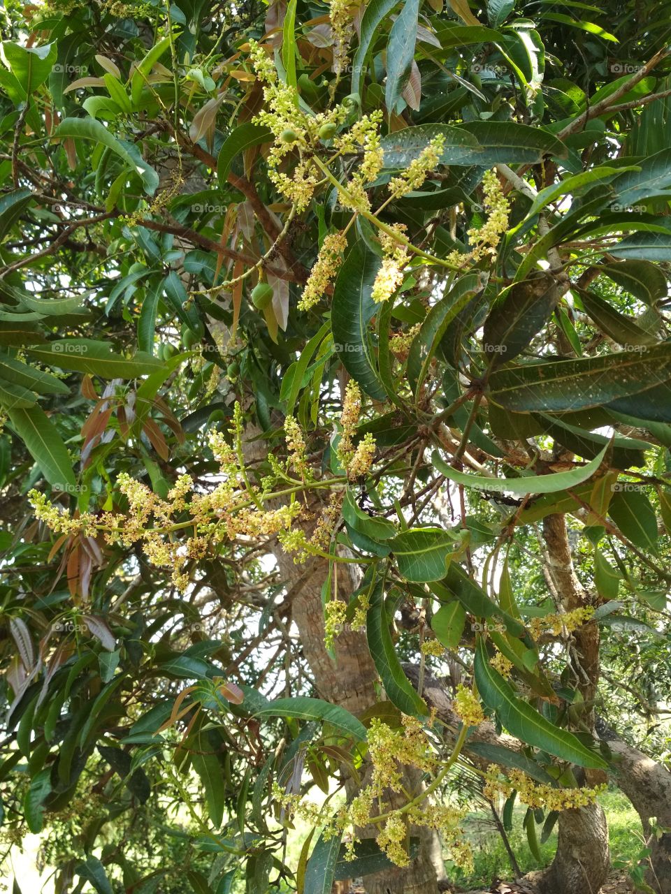 mango flowers