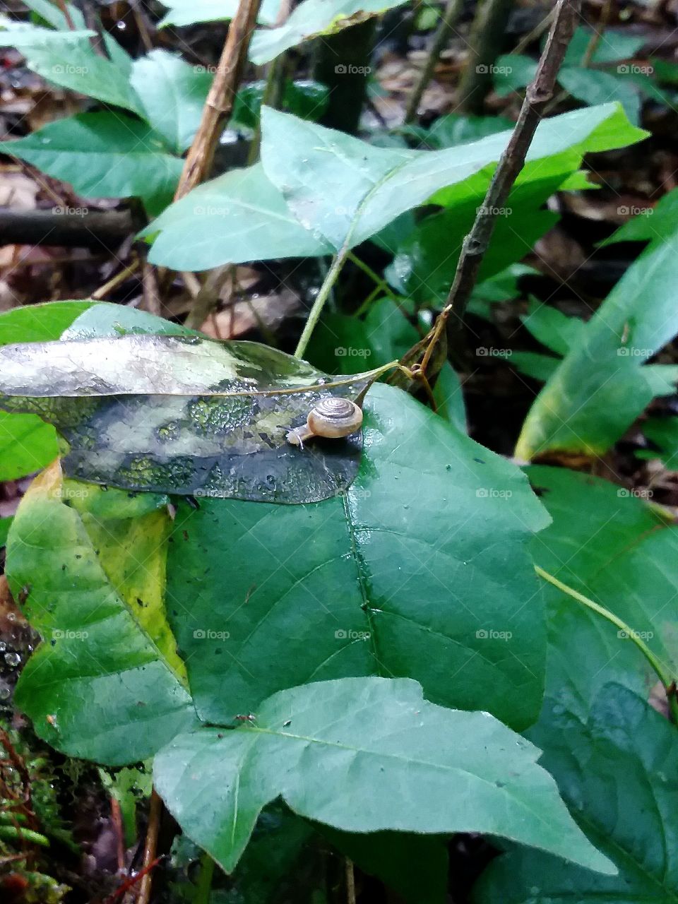 small little snail