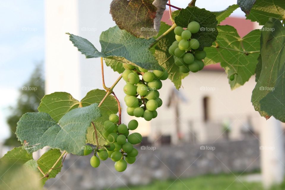 Grapes