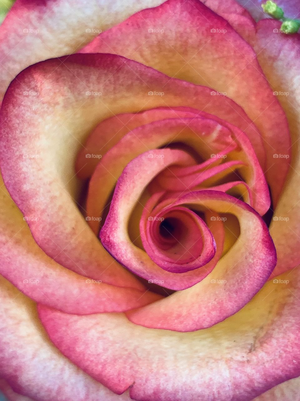 Beautiful close up rose flower blossoms with pink yellow petals in a flower shop.