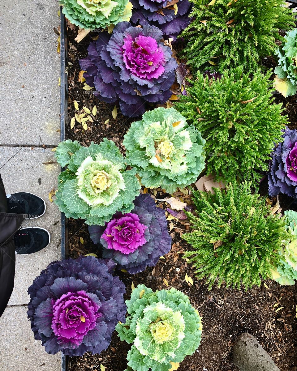 Cabbages as flowers 