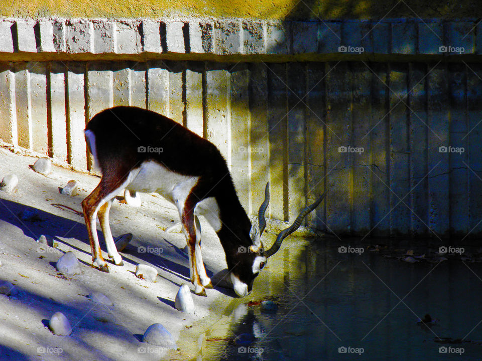 Dark brown and white fur deer drinking in a pond in its habitat of the Zoo of Madrid.
