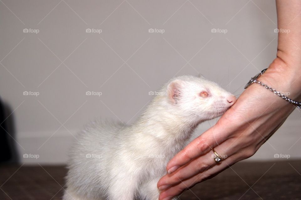 Furète albinos