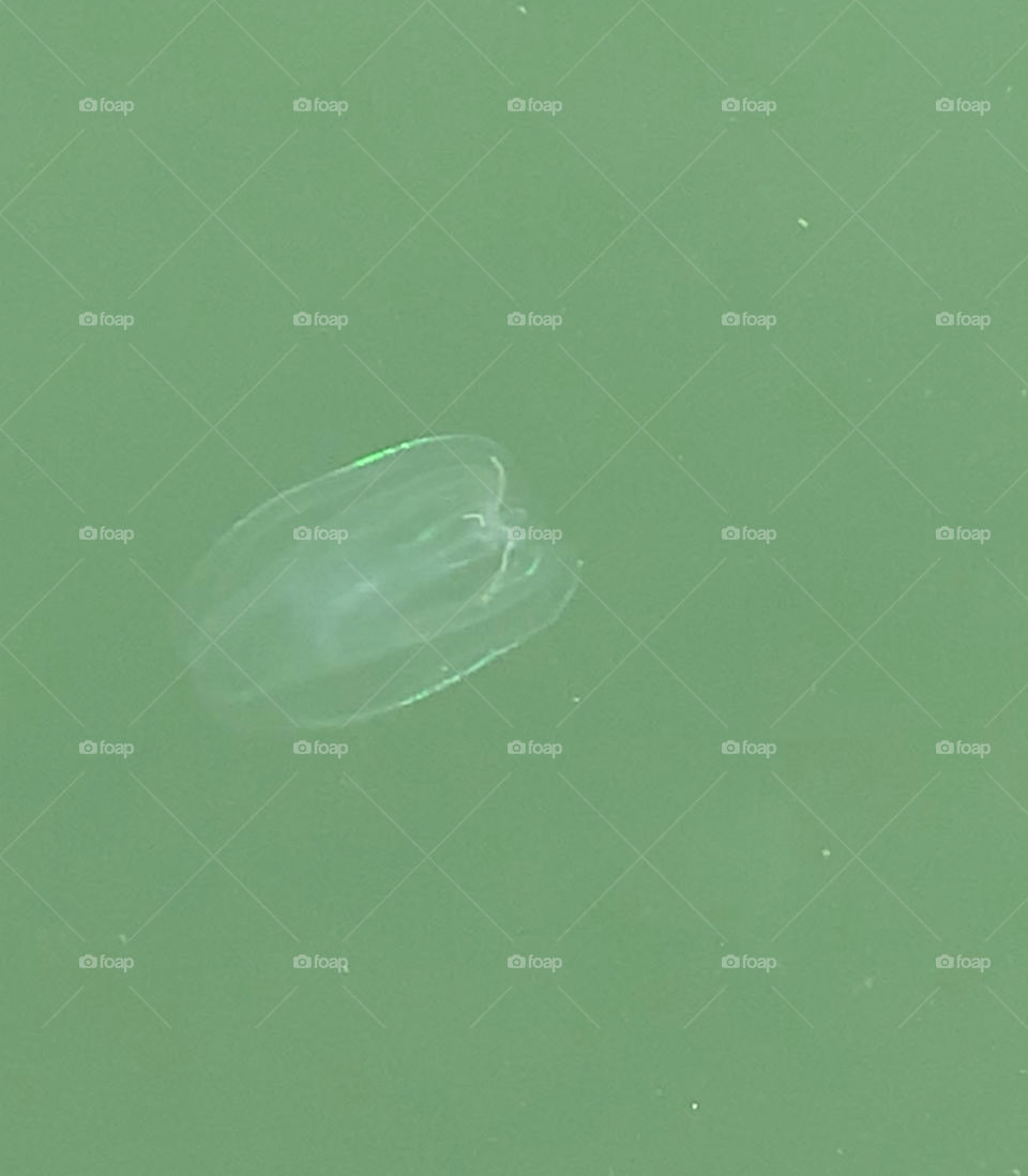 Luminescent Jellyfish 