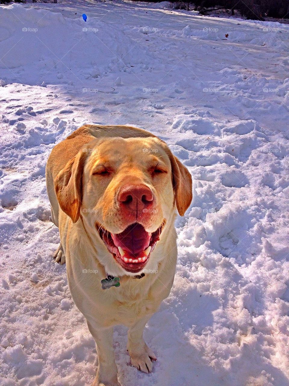 Happy Puppy