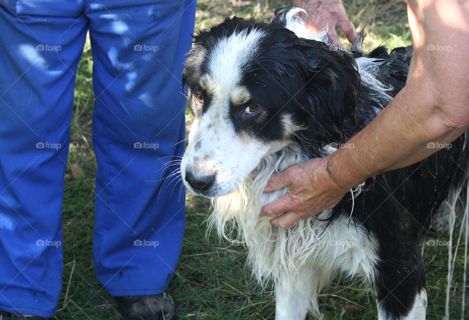 Wet dog, bathing a dog 4