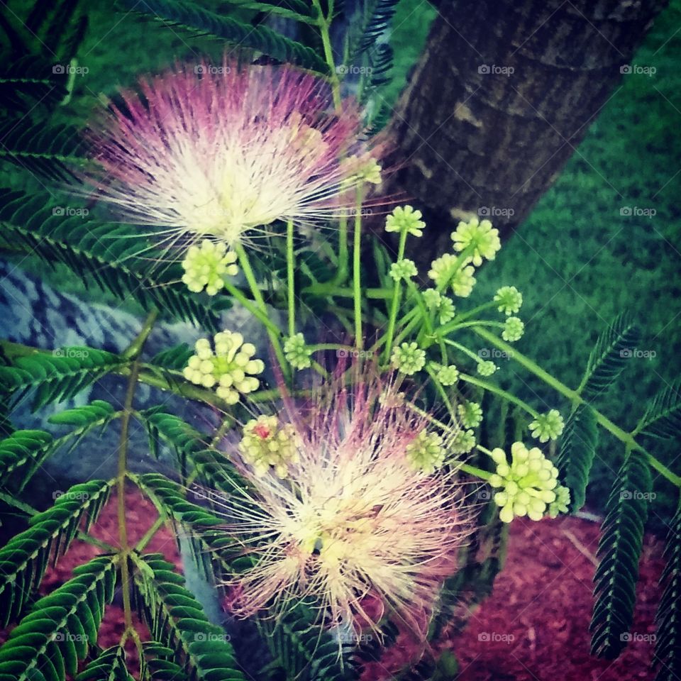 Mimosa Blossoms