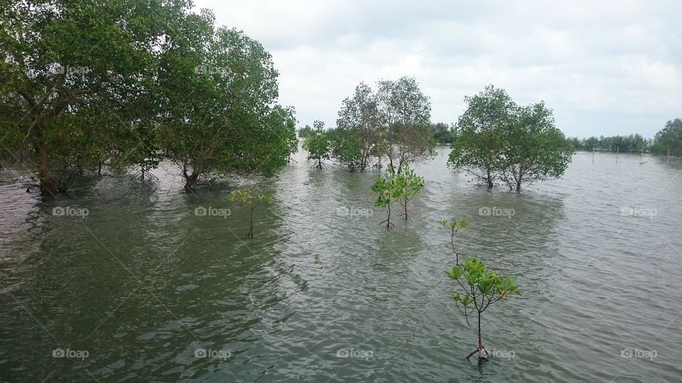 Water, Mangrove, Tree, River, Nature