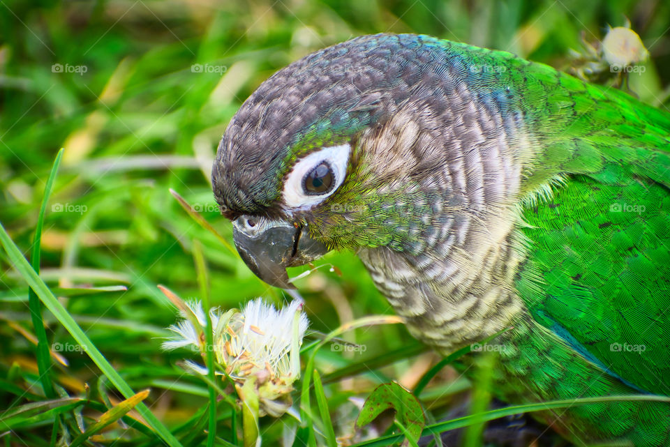 Parrot chewing on a flower